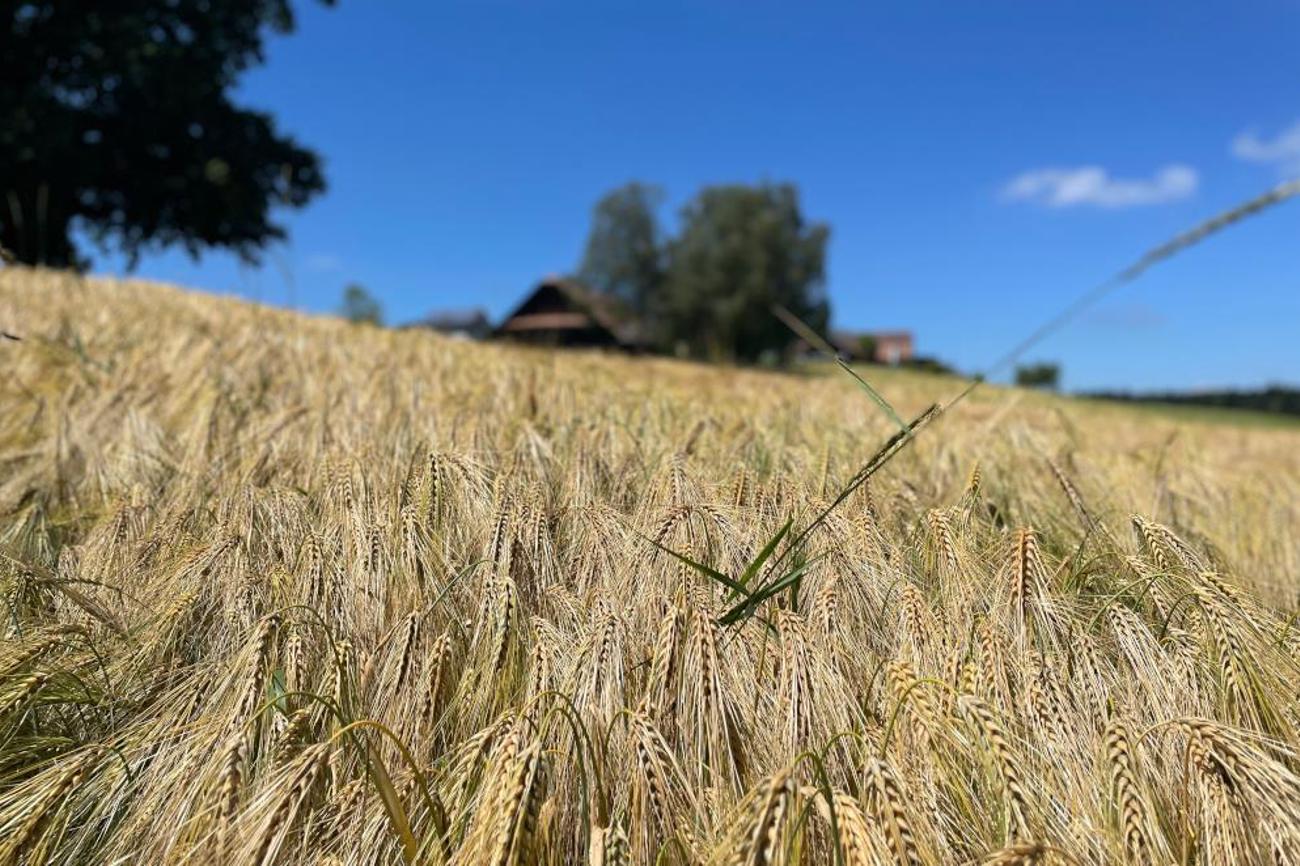 Der Weizen biegt sich im Wind.