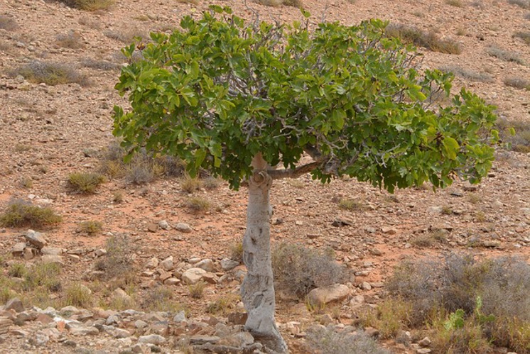Jesus verflucht Baum