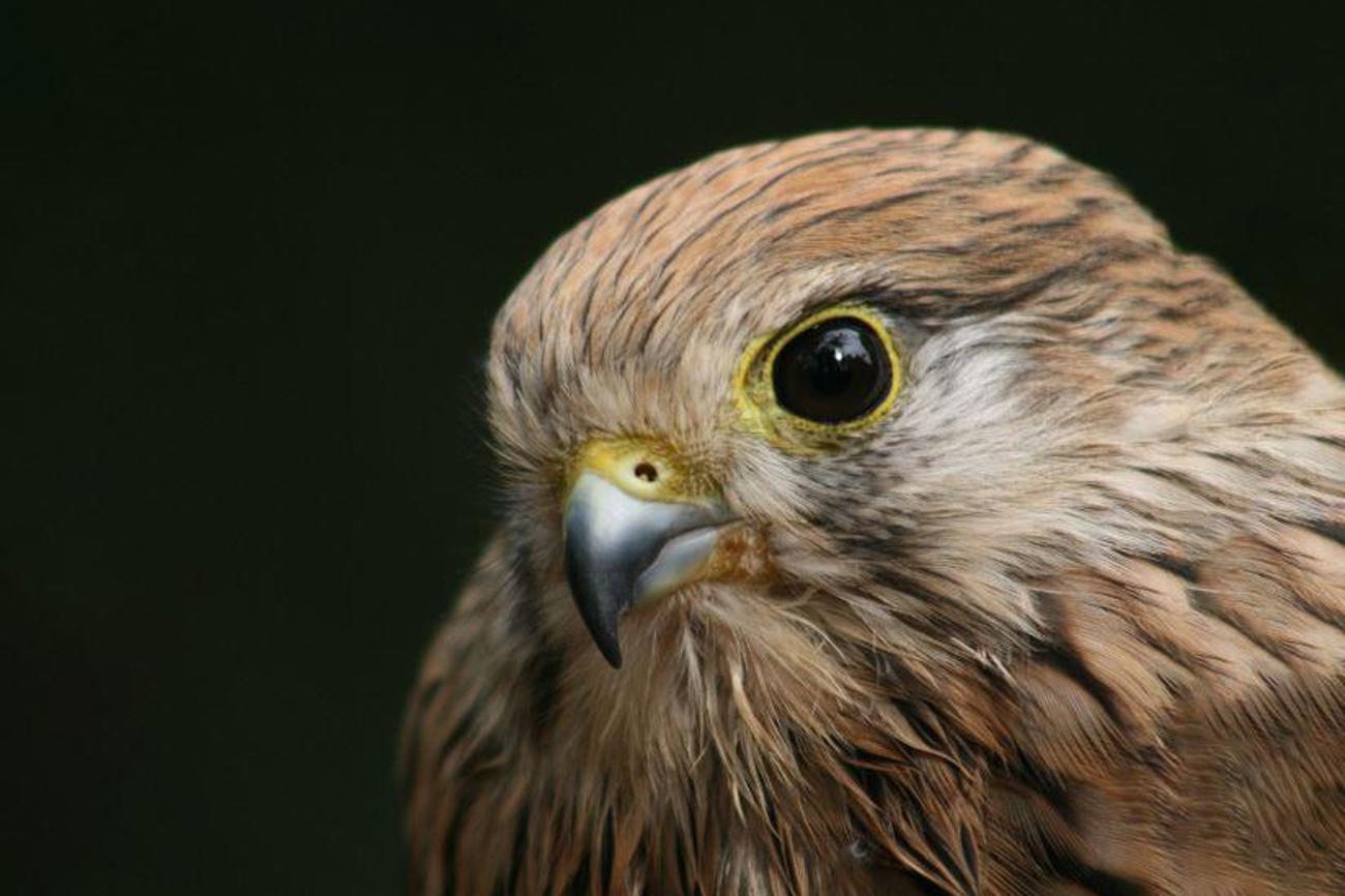 Der Turmfalke nistet im Glockenturm. (Bild: pixelio.de)