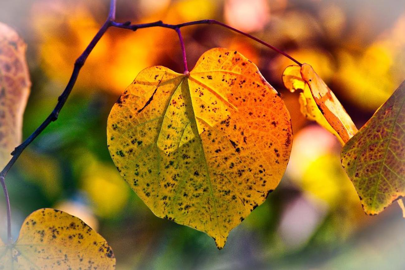 Tausende Frauen werden jährlich zu Witwen und bleiben alleine zurück in ihrer Trauer und ihrem Schmerz. Trotzdem müssen sie mit dem Alltag zurechtkommen.|Pixabay