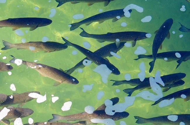 Zwicky Bei Schloessli Woerth