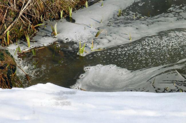 Sollberger Blaeschen