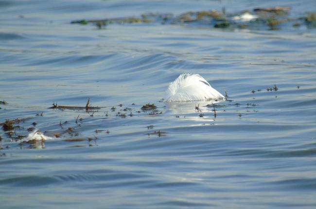 Klein Klein Zuercher Rheinspitz