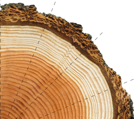 Baum-Puzzle