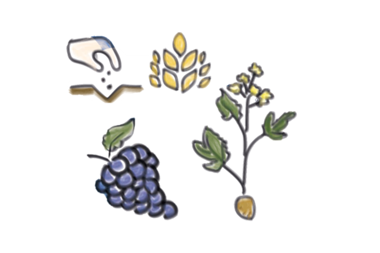 Herbstliche Symbole: Saat und Ernte, Samenkorn, Weinstock. (Zeichnungen: Ueli Rohr)