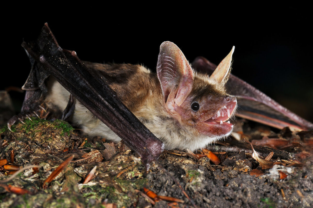 Das Grosse Mausohr erbeutet Laufkäfer bevorzugt in Waldflächen ohne Bodenbewuchs. Foto: René Güttinger
